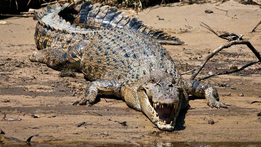 2_saltwater-crocodile