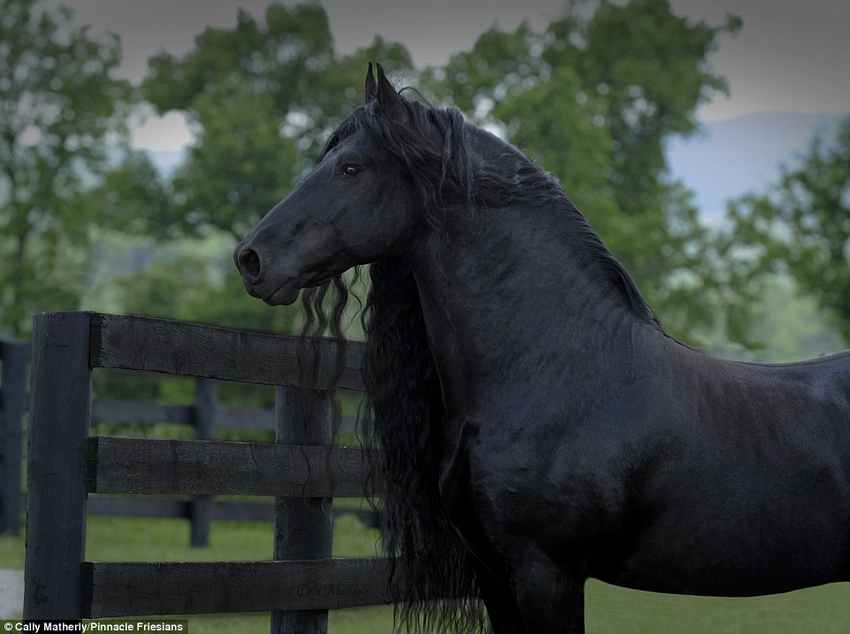 348CE44E00000578-3604194-Stunning_stallion_Frederik_is_as_photogenic_as_he_is_handsome-a-18_1464082328099