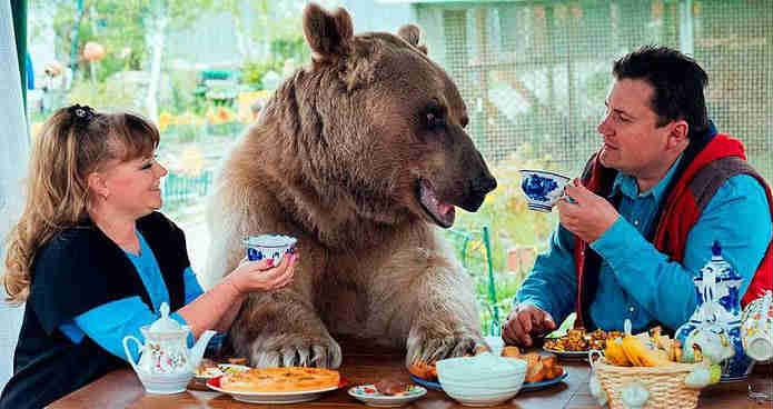 семью в которой живет медведь