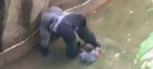 Ребенок упал в вольер с гориллой