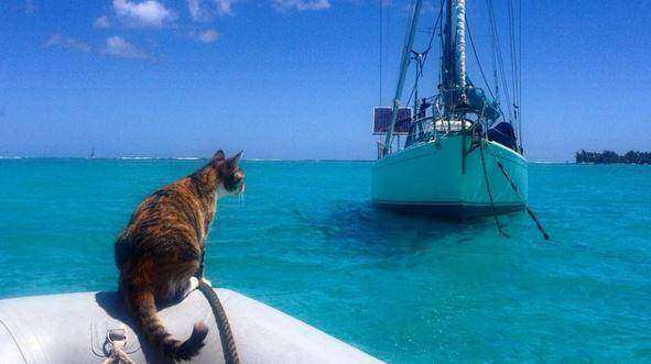 Американка путешествует вокруг света на яхте с котом