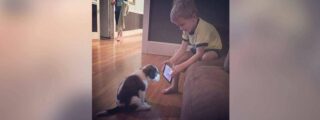 4-летний мальчик воспитывает собаку роликами с Youtube