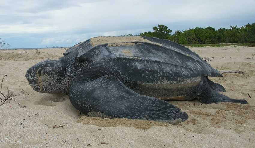 Leatherback_sea_turtle_Tinglar,_USVI_(5839996547)