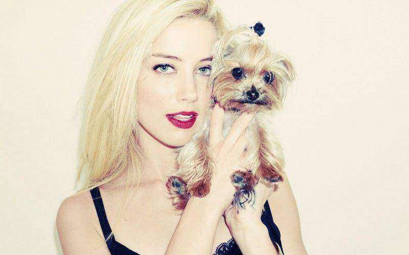 amber-heard-will-face-trial-after-smuggling-dogs-into-australia-to-see-johnny-depp-756584