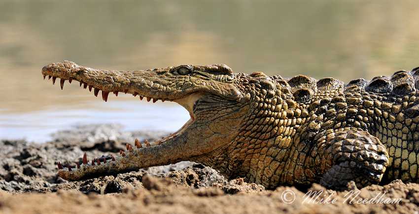 crocodile_nile__crocodylus_niloticus__south_africa_july_2008_122