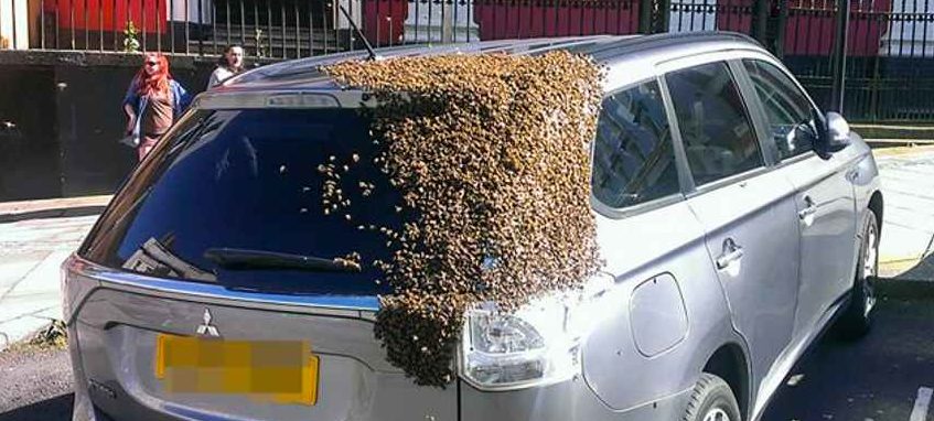 если 20 тысячам пчел понравится ваша машина