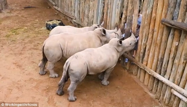 Кто бы мог подумать, что носороги так мило пищат