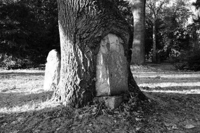 tree-overgrowing-an-old-grave-photo-u1