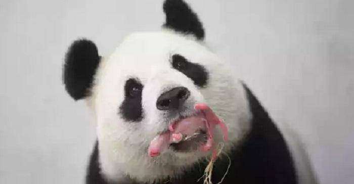 гигантская панда родила малыша в неволе