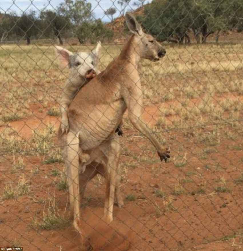 351C5C2E00000578-3634548-Mr_Frazer_said_when_the_kangaroo_was_finished_the_pig_tried_to_j-a-55_1465529027206