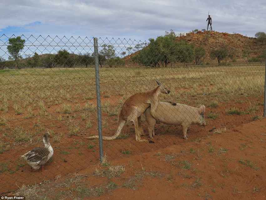 гусь свинье не товарищ - After_a_few_minutes_the_kangaroo_moved_to_the_back_of_the_pig_an-a-36_1465527905383