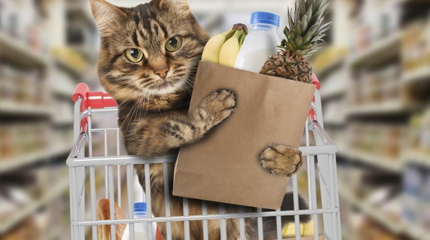 Видео: Котики исполнили все роли в рекламе супермаркета