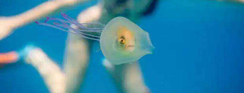 рыба стала водителем медузы