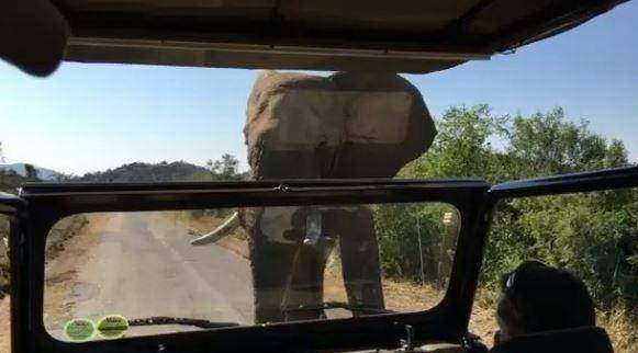 Шварценеггер опубликовал ролик с бегством от слона на сафари