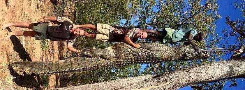 гигантского крокодила