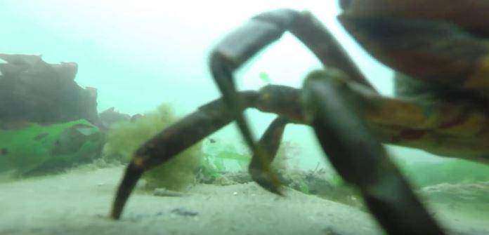 Это видео с утонувшей камеры GoPro набрало больше 3,5 млн просмотров