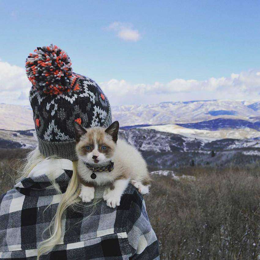 "Тра-та-та, тра-та-та, мы везем с собой кота": Instagram вдохновляет отправиться в поход со своей кошкой