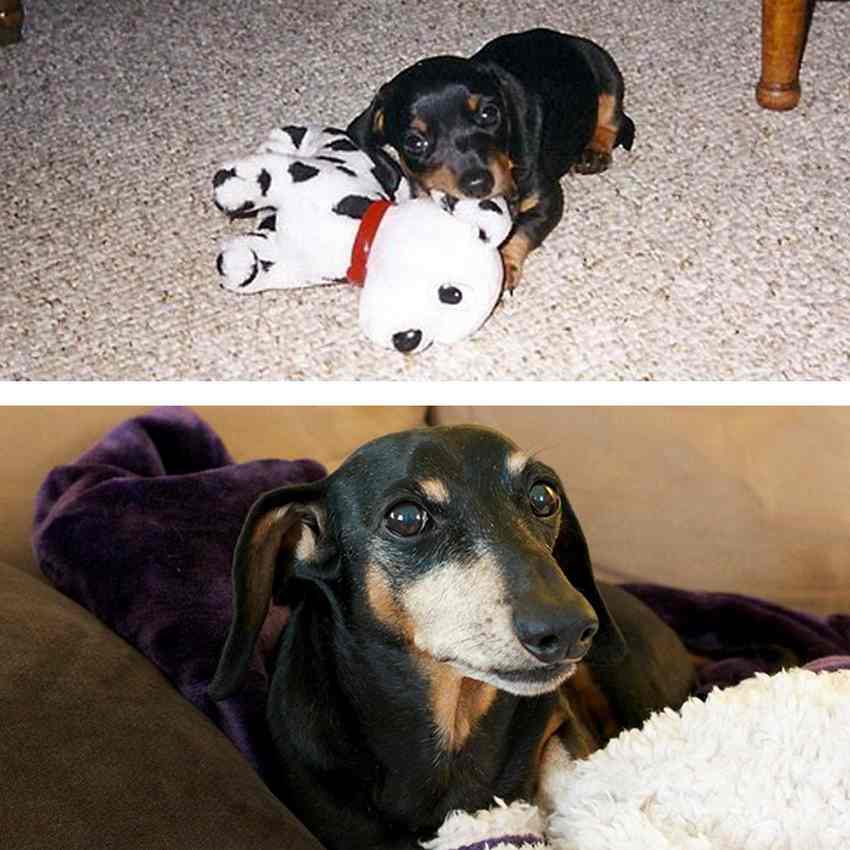 before-after-pets-growing-old-first-last-photos-34-577b9bb7b274e__700