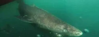 Эта акула, выловленная учеными, жила еще при Колумбе