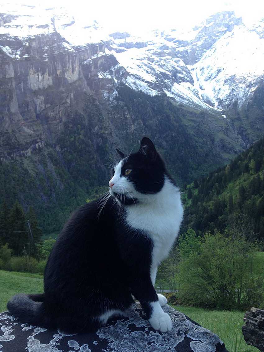cat-guide-man-mountain-gimmelwald-switzerland-3