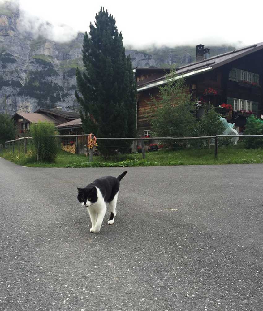 кот спасатель cat-guide-man-mountain-gimmelwald-switzerland-4