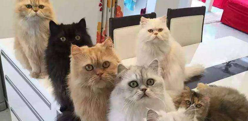 Эта семья из 12 персидских котиков поражает своей фотогеничностью