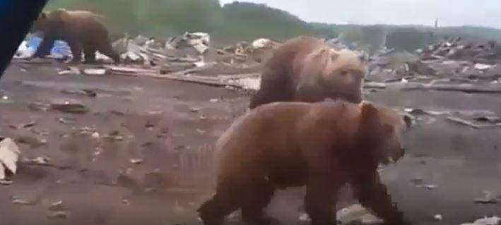 "Тем временем в России": стая медведей поселилась на свалке