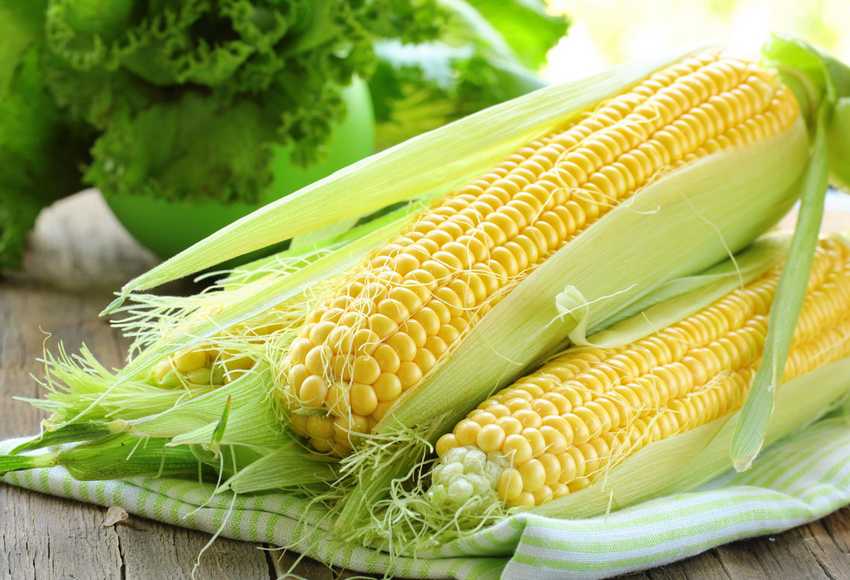 kukuruza-poleznye-svojstva