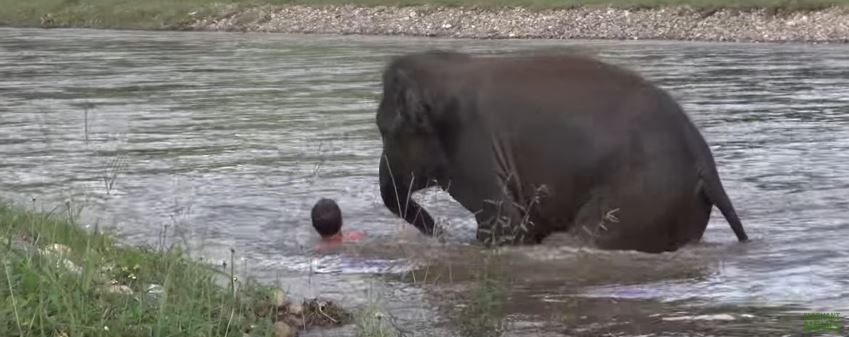 слонёнок спасал тонущего человека