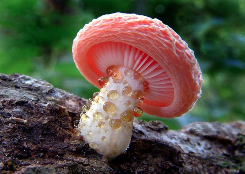 Красивые фото грибов