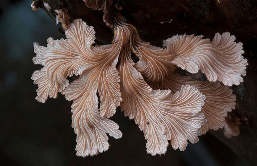 Красивые фото грибов 1
