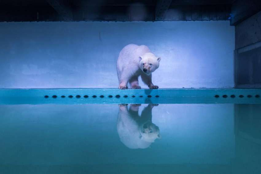 A polar bear is seen at an aquarium in Guangzhou, Guangdong province, China, July 27, 2016. REUTERS/Stringer