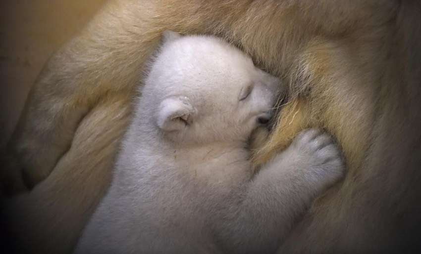 A polar bear cub snuggles up against her mother Valeska, in their enclosure at Bremerhaven's (Bremen's) Zoo by the Sea, Germany. REUTERS/Carmen Jaspersen/Pool