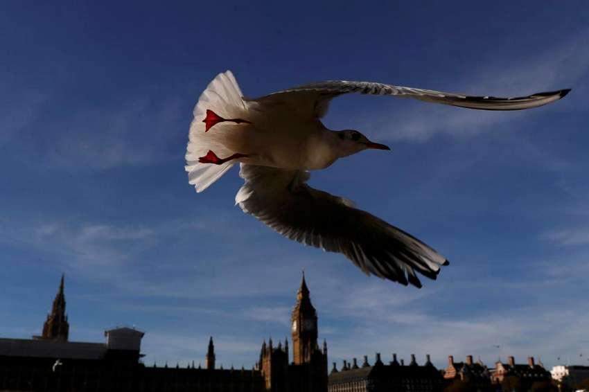 A seagull flies past the Houses of Parliament in central London, Britain November 2, 2016. REUTERS/Stefan Wermuth