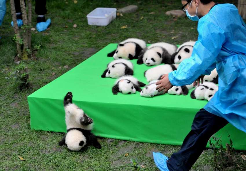 A giant panda cub falls from the stage while 23 giant pandas born in 2016 are seen on a display at the Chengdu Research Base of Giant Panda Breeding in Chengdu, Sichuan province, China September 29, 2016. China Daily/via REUTERS