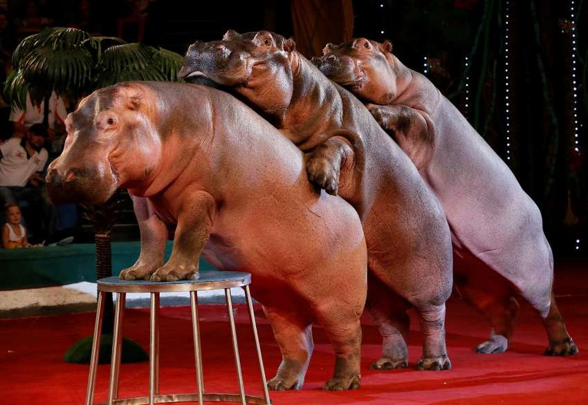 Hippopotamuses perform during a show at the circus in Krasnoyarsk, Siberia, Russia, July 7, 2016. REUTERS/Ilya Naymushin