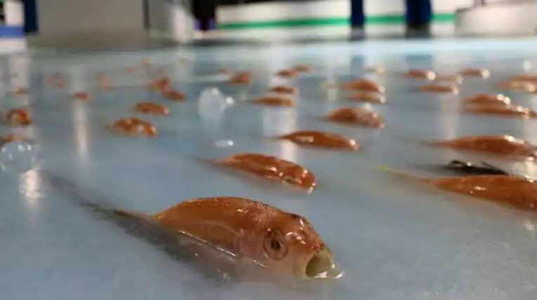 Этот каток с вмороженными в него 5 тысячами рыб загнобили в соцсетях