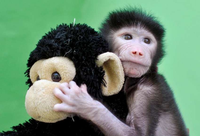 A 23-day-old hamadryas baboon plays with a stuffed toy at Sri Chamarajendra Zoological Gardens after the baboon, according to a zoo doctor, was abandoned by its mother after its birth on April 4, in the southern city of Mysuru, India, April 28, 2016. REUTERS/Abhishek N. Chinnappa