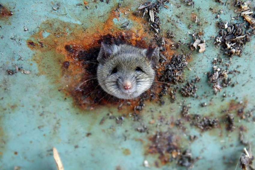 A rat's head rests as it is constricted in an opening in the bottom of a garbage can in Brooklyn, New York, October 18, 2016. REUTERS/Lucas Jackson