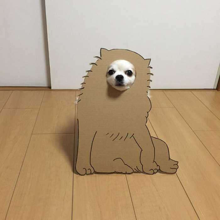 dog-costume-cardboard-cutouts-myouonnin-11-580f54010fa60__605