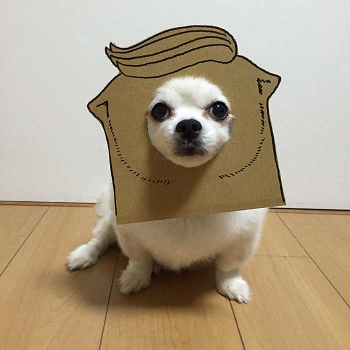 dog-costume-cardboard-cutouts-myouonnin-35-580f54369785b__605
