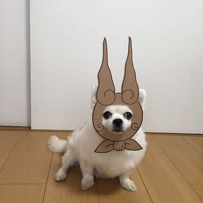 dog-costume-cardboard-cutouts-myouonnin-38-580f543d23f3b__605