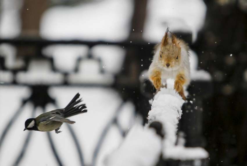 A tomtit bird flies past a squirrel running on a fence after a snowfall in a park in Almaty, Kazakhstan, January 12, 2016. REUTERS/Shamil Zhumatov
