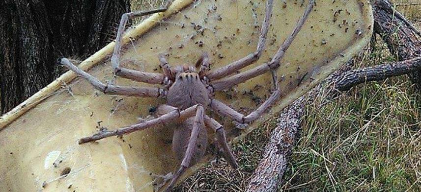 Этот паук - крупнейший из когда-либо попадавших на фото