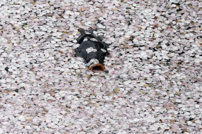 A carp swims in the Chidorigafuchi moat covered with petals of cherry blossoms in Tokyo, Japan, April 8, 2016. REUTERS/Toru Hanai