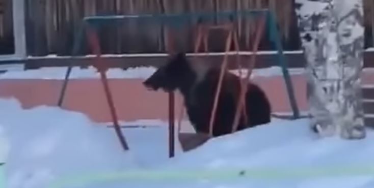 Угадай страну по видео: Медведь качается на качелях на детской площадке