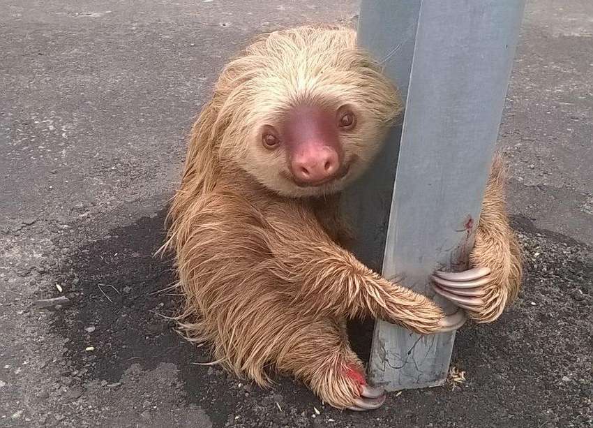 A sloth holds on to the post of a traffic barrier on a highway, in this handout photo provided by Ecuador's Transit Commission, in Quevedo, Ecuador. Transit police officers, who were patrolling the new highway found the sloth after it had apparently tried to cross the street and returned the animal to its natural habitat after a veterinarian found it to be in perfect condition, according to a press release. REUTERS/Ecuador's Transit Commission/Handout via Reuters