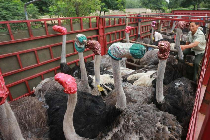 Ostriches wear masks as they are transported by a truck for relocation in Zhengzhou, Henan Province, China, August 8, 2016. REUTERS/Stringer