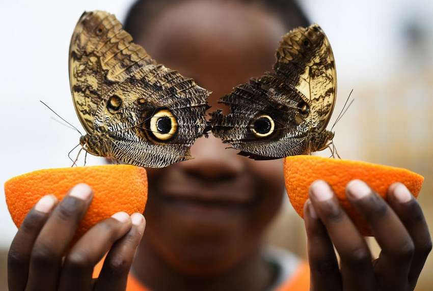 Bjorn, aged 5, smiles as he poses with a Owl butterfly during an event to launch the Sensational Butterflies exhibition at the Natural History Museum in London, Britain. REUTERS/Dylan Martinez