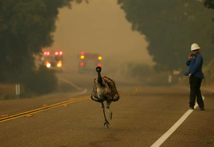 An emu runs to escape an approaching wildfire as it burns near Potrero, California June 20, 2016. REUTERS/Mike Blake